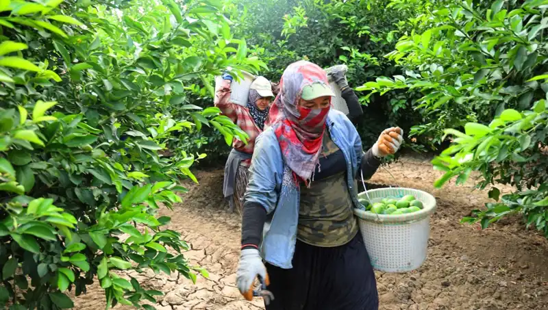 Markette Patatesin Kilosu 150 Lirayı Geçti: Yeni Hasat Zamanı Geldi!