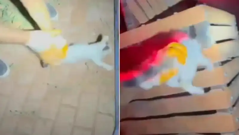Gece Yarısı Kedi Kurtarma Operasyonu: İtfaiye Ekipleri İş Başında!