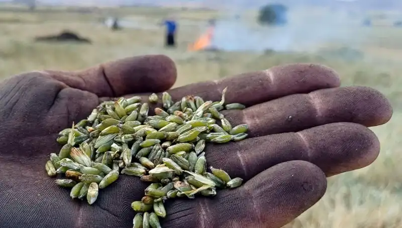 Firik Sezonu Başladı: Eşsiz Lezzetiyle Sofralarımızı Şenlendiriyor