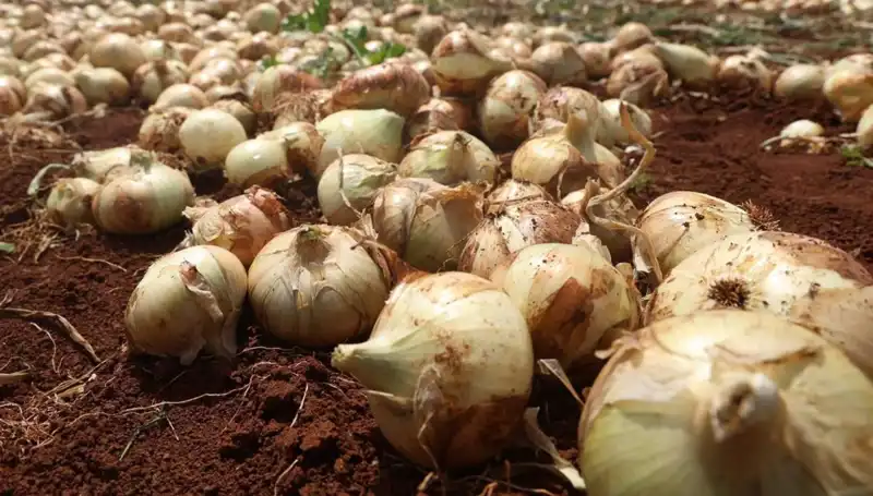 Hatay'da Soğan Hasadı Başladı, Çiftçiler Yüzde Yüz Rekolte Bekliyor