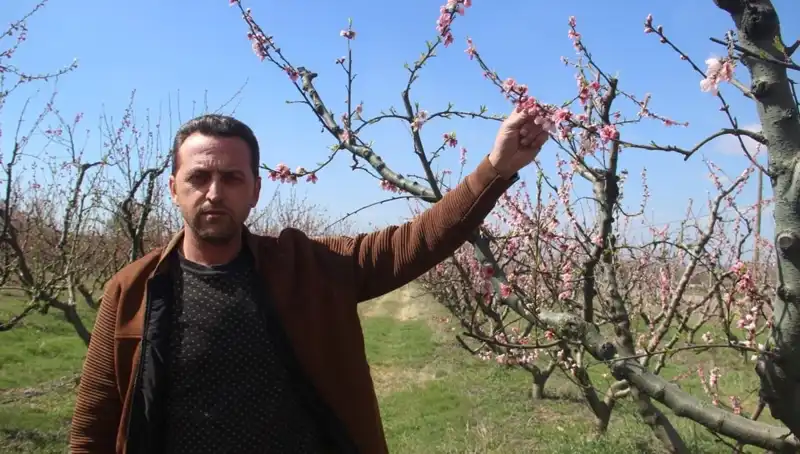 Çiçek Açan Ağaçları Vuran Don: Doğada Şok Etkisi Yaratan Olay