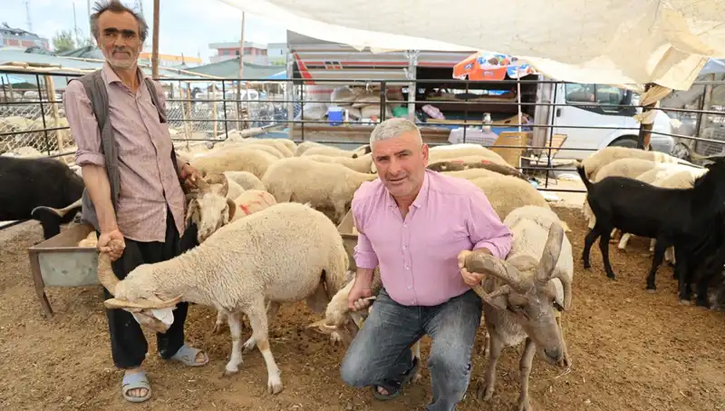 4 Boynuzlu Koçlar Kurban Pazarında Büyük İlgi Görüyor